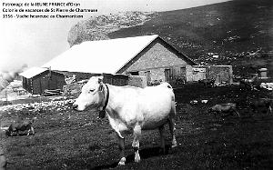 COLO JEUNE FRANCE 1956 vache heureuse au Charmantsom